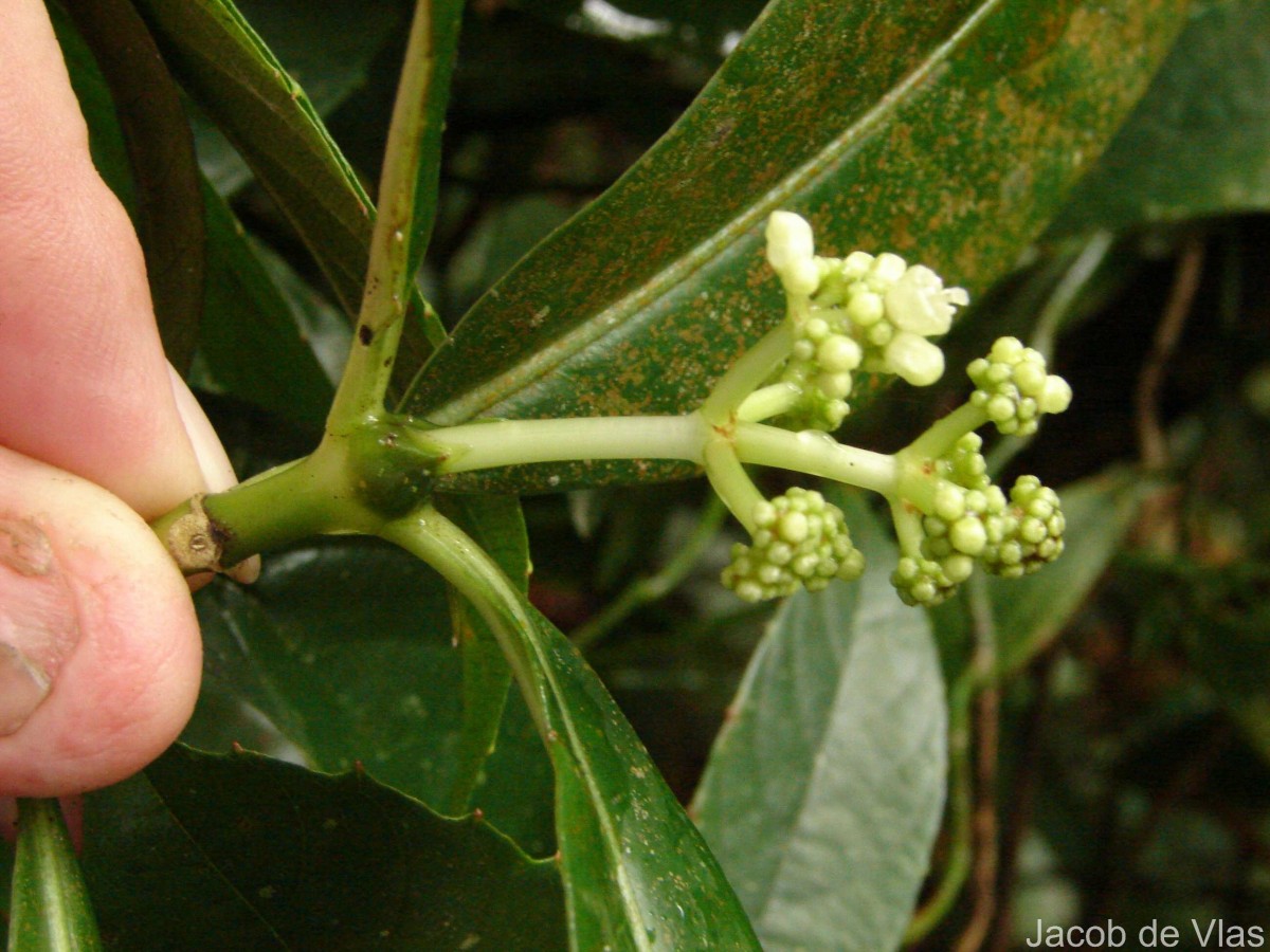 Psychotria nigra var. nigra